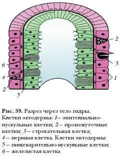 Сайт kraken darknet