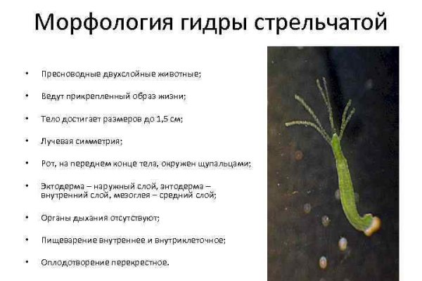 Даркнет кракен отзывы о платформе